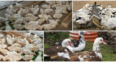 Jaké jsou rozdíly mezi mulardem a indo-fenou a které plemeno je lepší